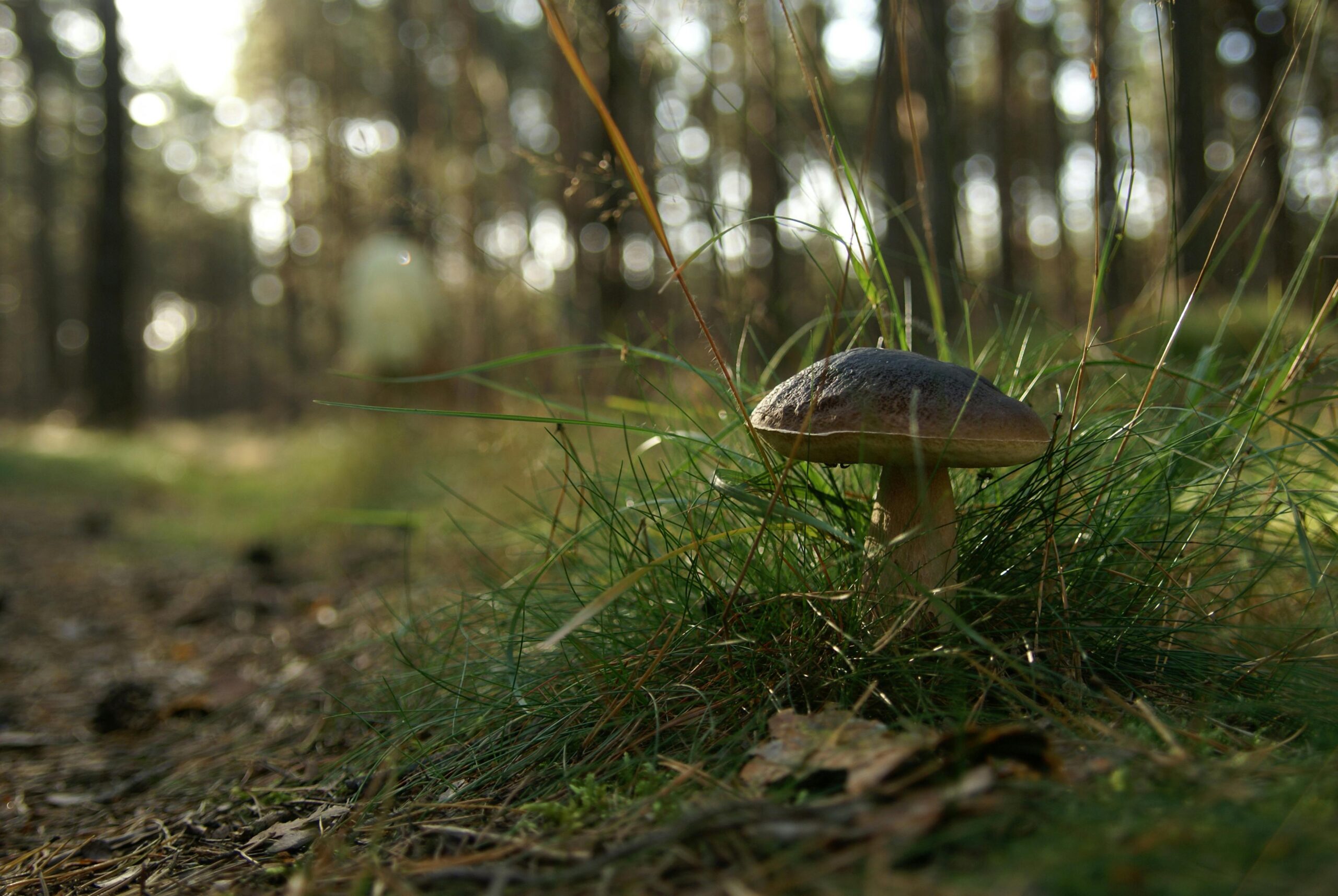 pexels-szafran-16689558